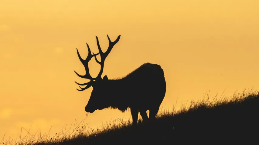 My Wi-Fi Password is a Haiku